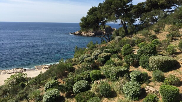 A coastal landscape with a beach, dense greenery, and a clear view of the sea. - Apartment/ flat - Bandol,  Sea front, A/C, private parking place (Bandol)