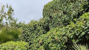 Un sendero de piedra serpentea por un exuberante jardín, bordeado por una densa vegetación.