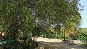 Un mur de soutènement en pierre, agrémenté d’un arbre et de plantes.