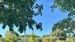 Unclassified image, 5 of 69, button - Beautiful Trullo Villa with private saltwater pool and large enclosed garden (Locorotondo)