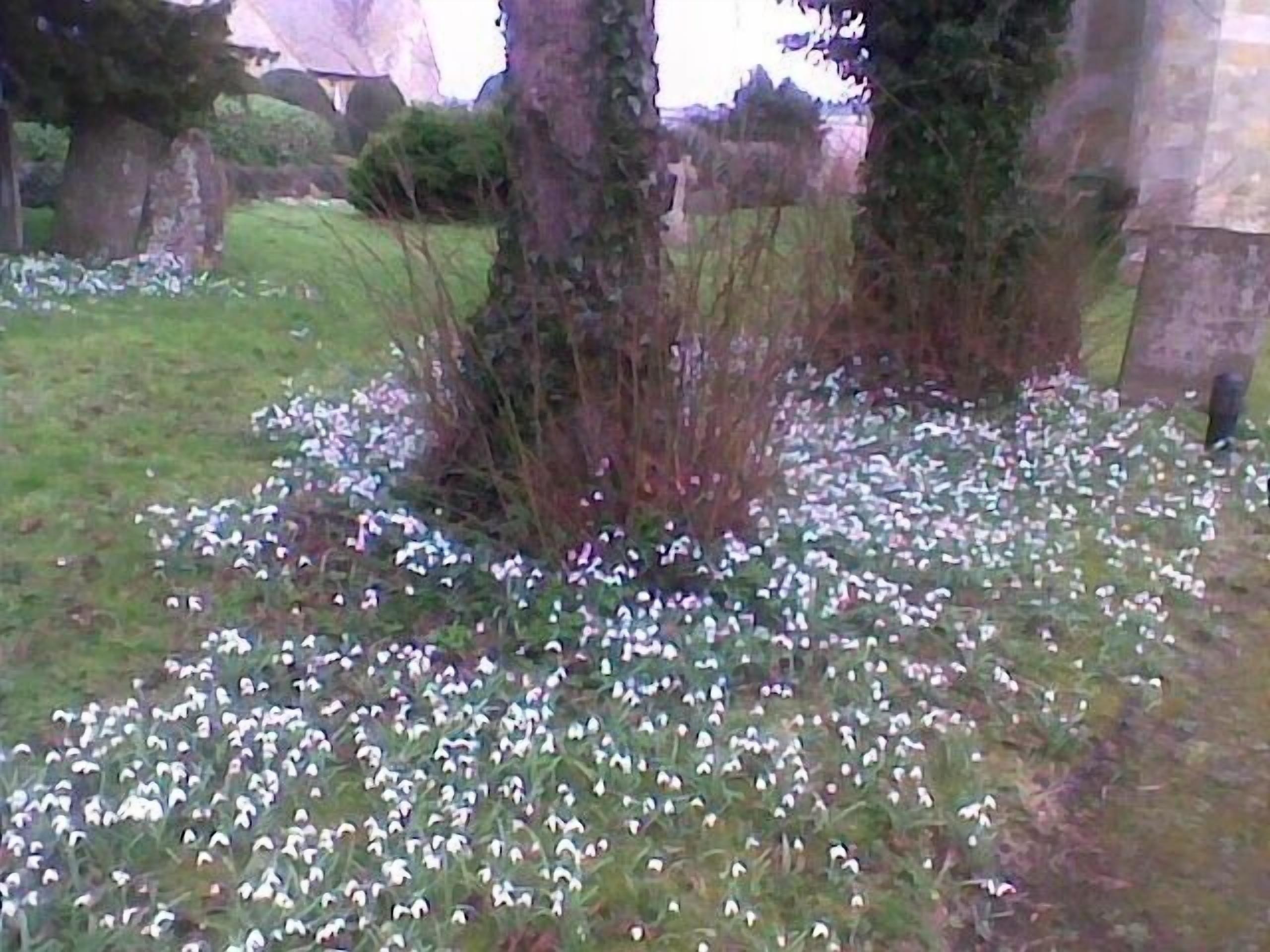 Snow drop in church opp teachers
