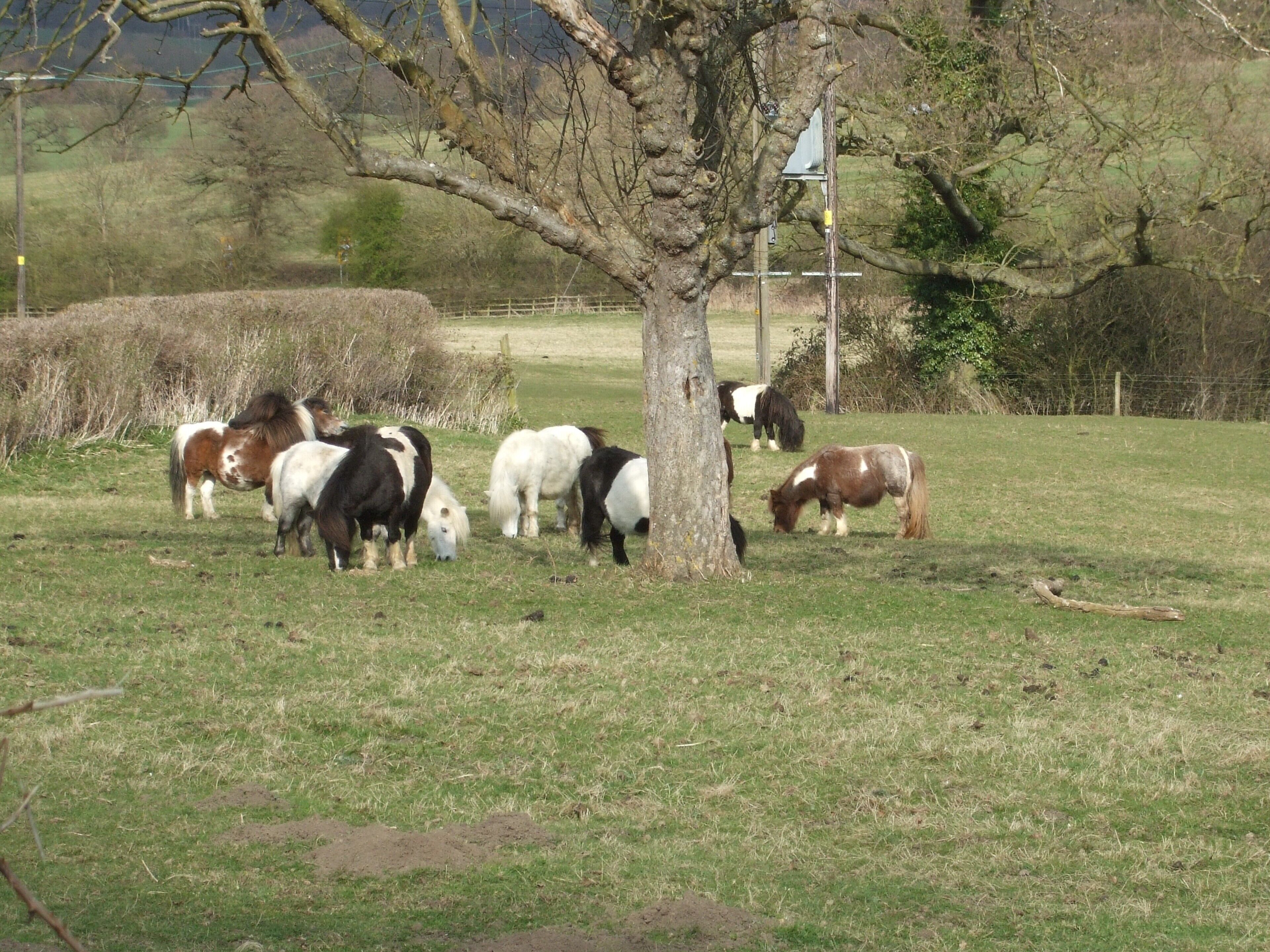 Shetland Ponies nearby in Little Woldford