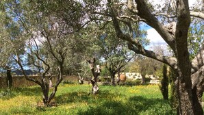 A garden with trees and a stone wall. - 2 Bedroom, Fully Air-conditioned Country House With Large Private Pool (santa barbara de nexe)