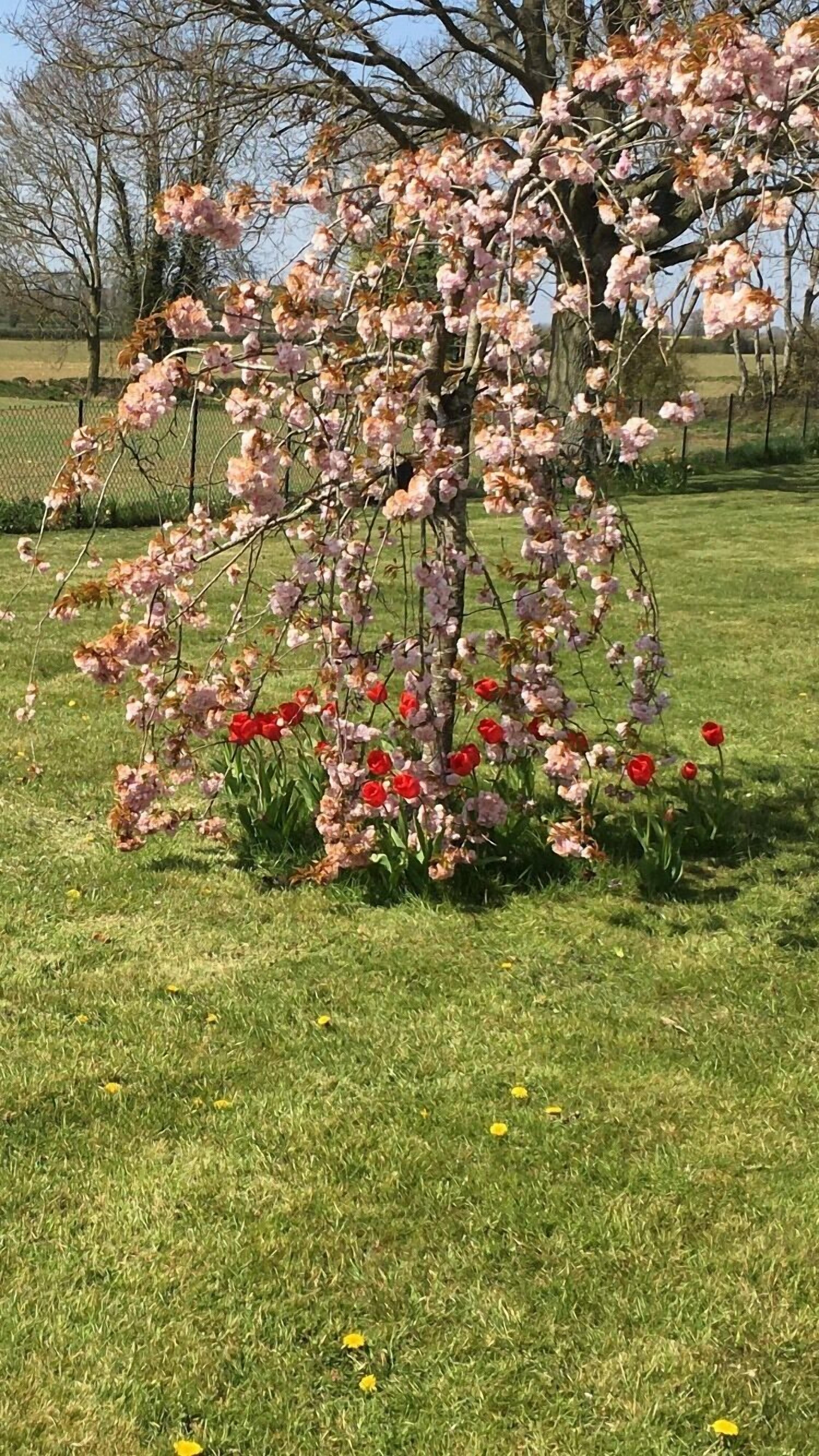 A tree with pink blossoms and red tulips in a grassy area.