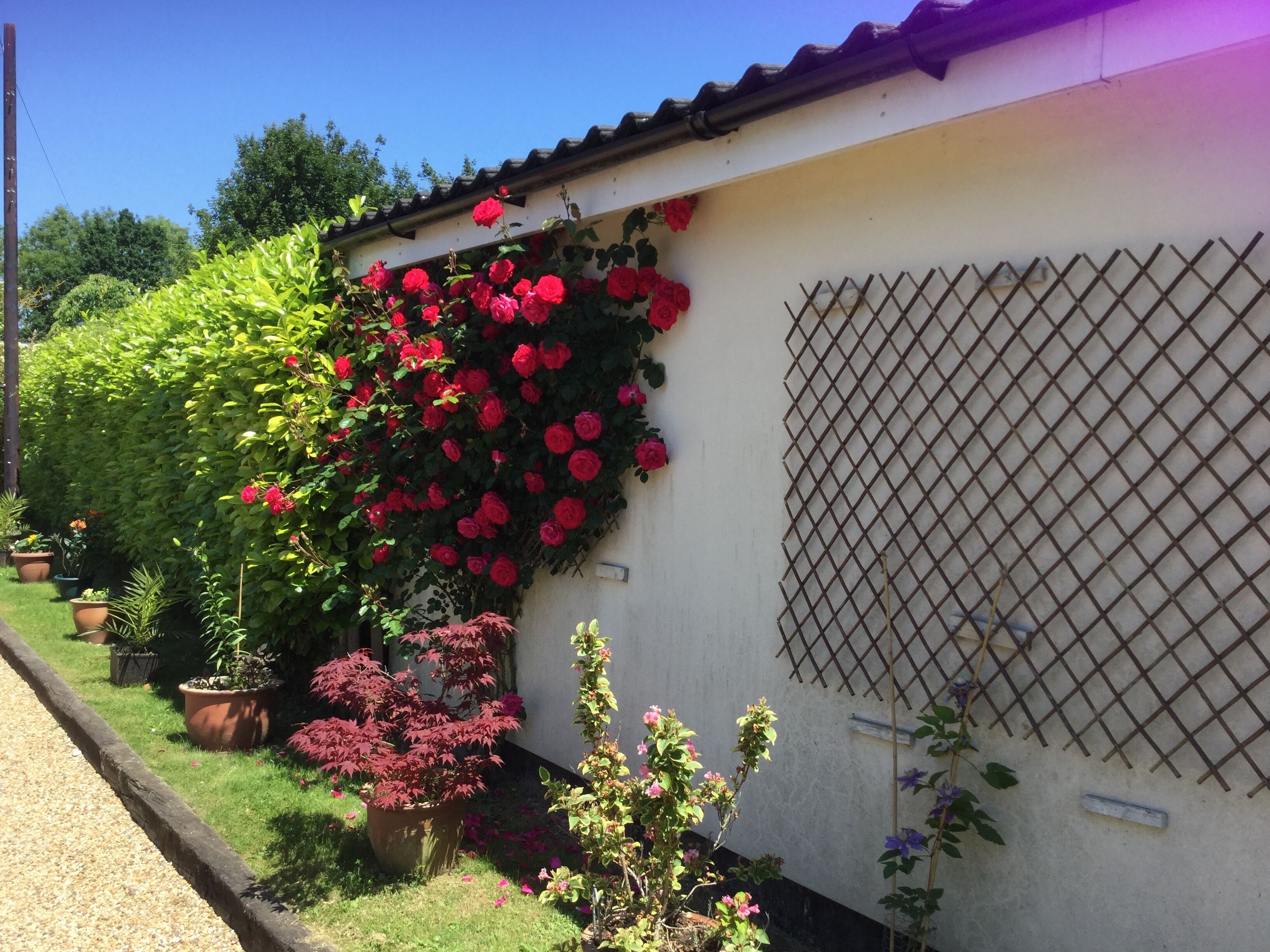 A building with a white exterior, a tiled roof, and a lattice window. There are potted plants and flowers, including red roses, along the side of the building.