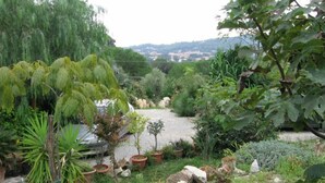 A garden with various plants and a gravel path.