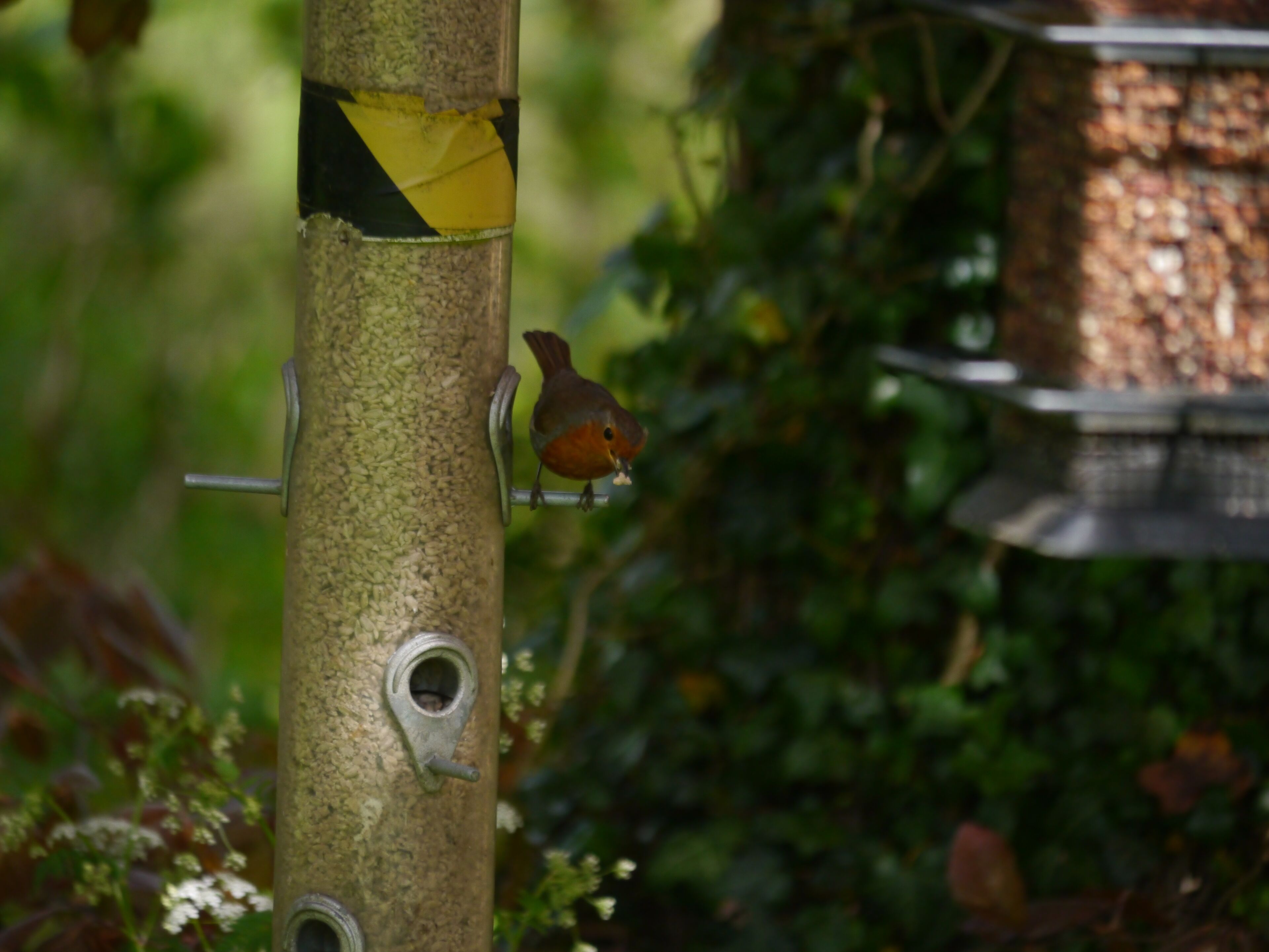 Une mangeoire à oiseaux avec un oiseau perché dessus, entourée de verdure.