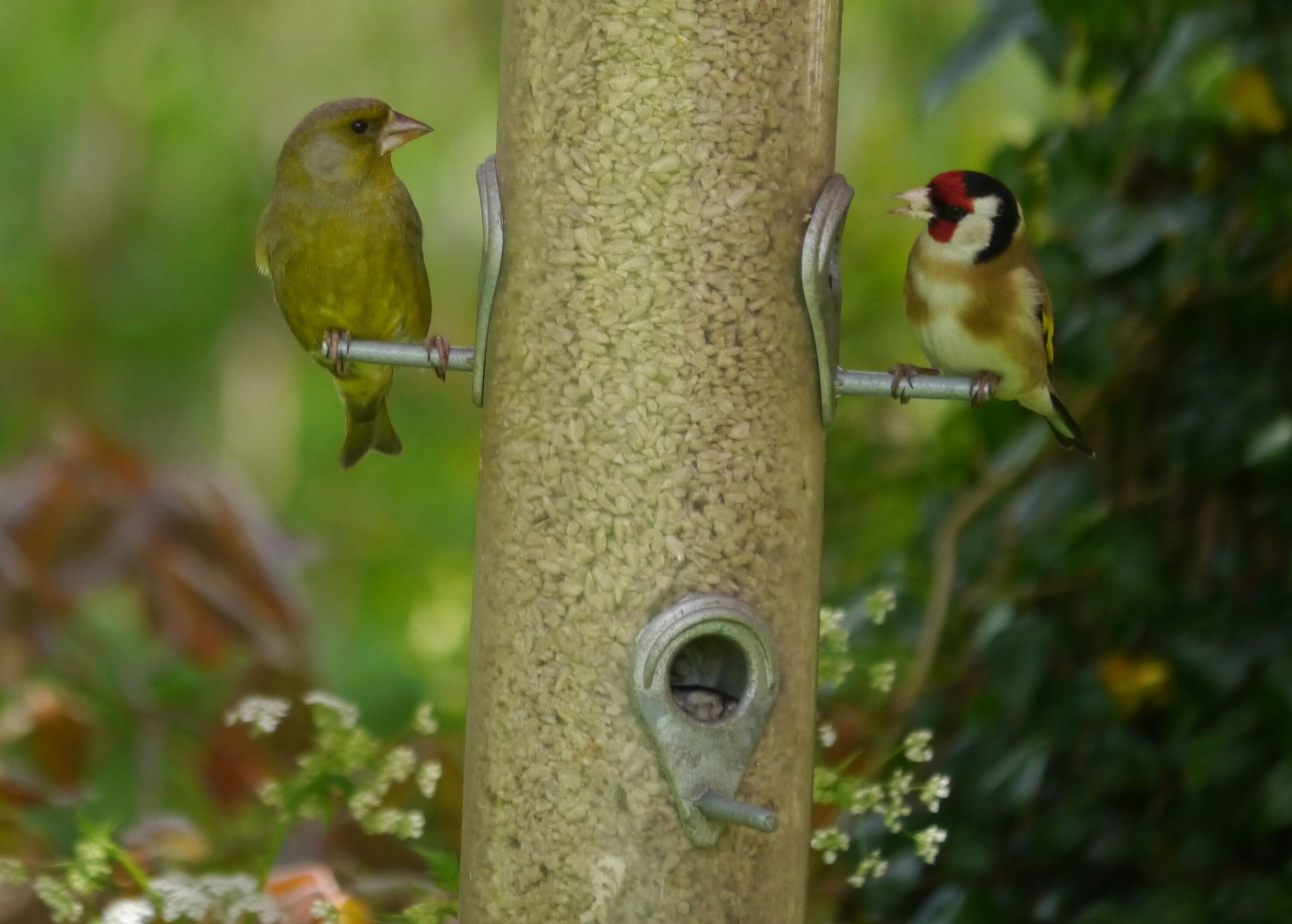 Two birds perched on a bird feeder attached to a tree.