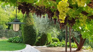 Un sentier de pierres menant à un banc, entouré d’une végétation luxuriante et de vignes.