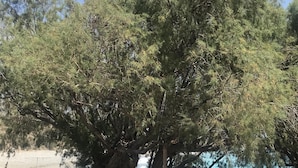 Un espace de restauration en plein air, avec des tables et des chaises disposées sous un grand arbre, offrant une vue sur une plage et la mer.