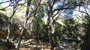 Un área boscosa con un camino de tierra, árboles y una valla de madera.