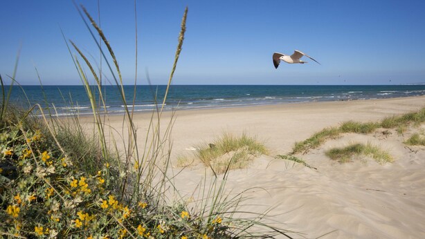 Una playa con dunas de arena y vegetación.