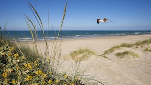 A beach with sand dunes and vegetation.