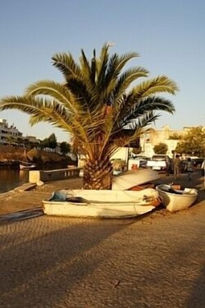 A palm tree in a park area with boats on the ground.