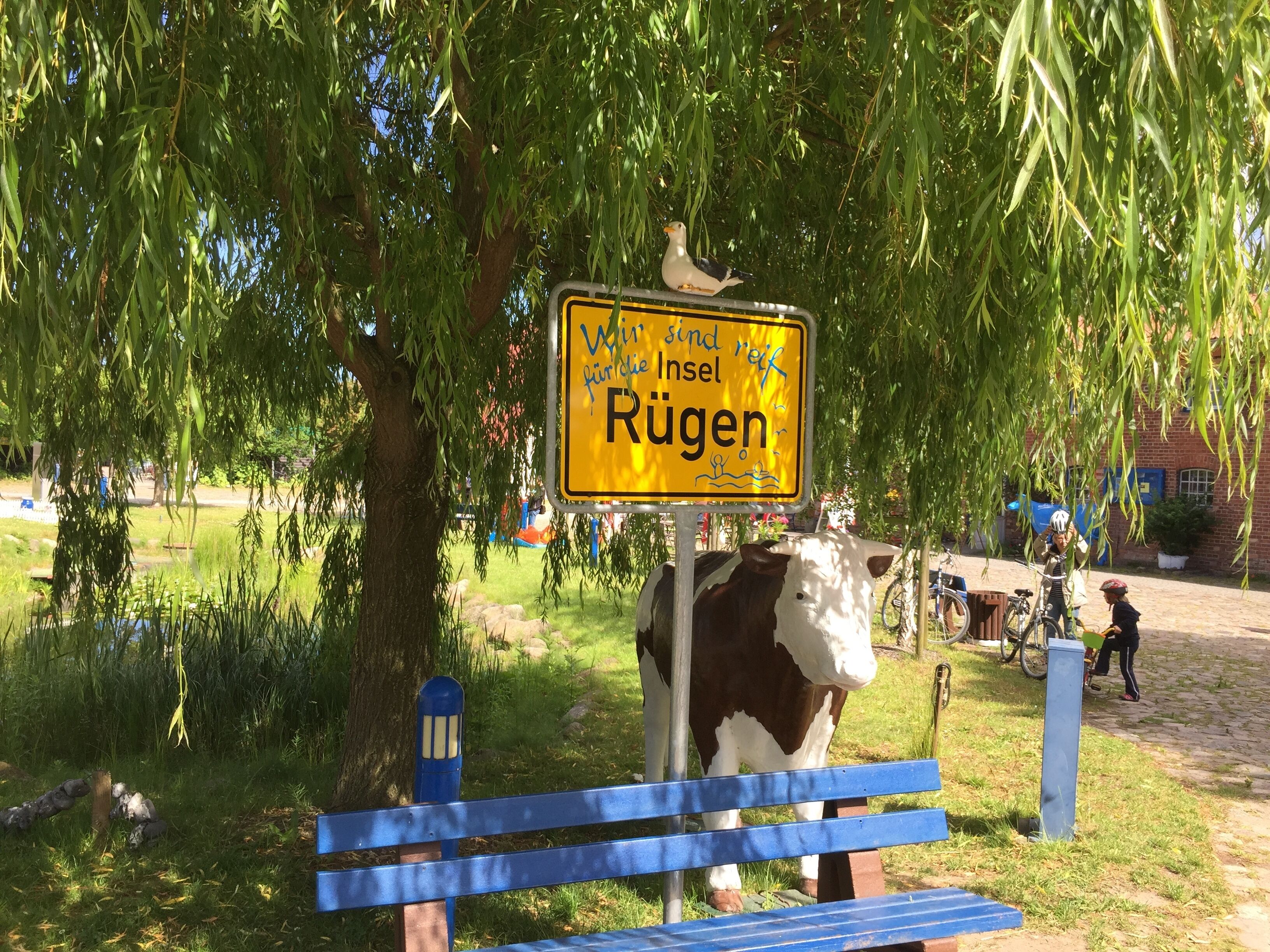 A bench under a tree with a yellow sign that reads "Wien sind neue Insel Rügen" and a cow statue nearby.