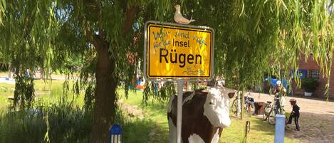 A bench under a tree with a yellow sign that reads "Wien sind neue Insel Rügen" and a cow statue nearby.