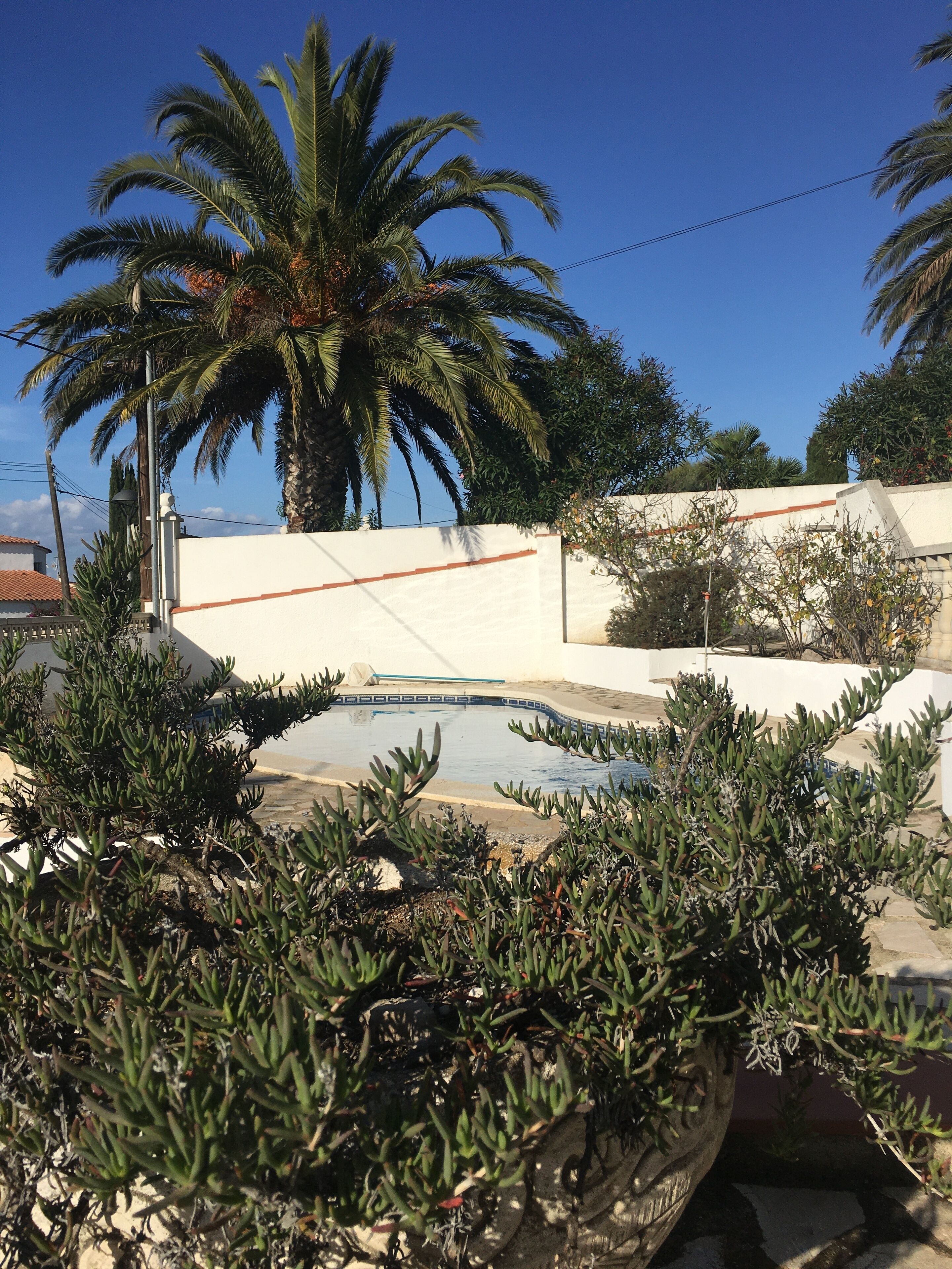 A pool surrounded by cacti and palm trees, with a white wall and a clear blue sky in the background.
