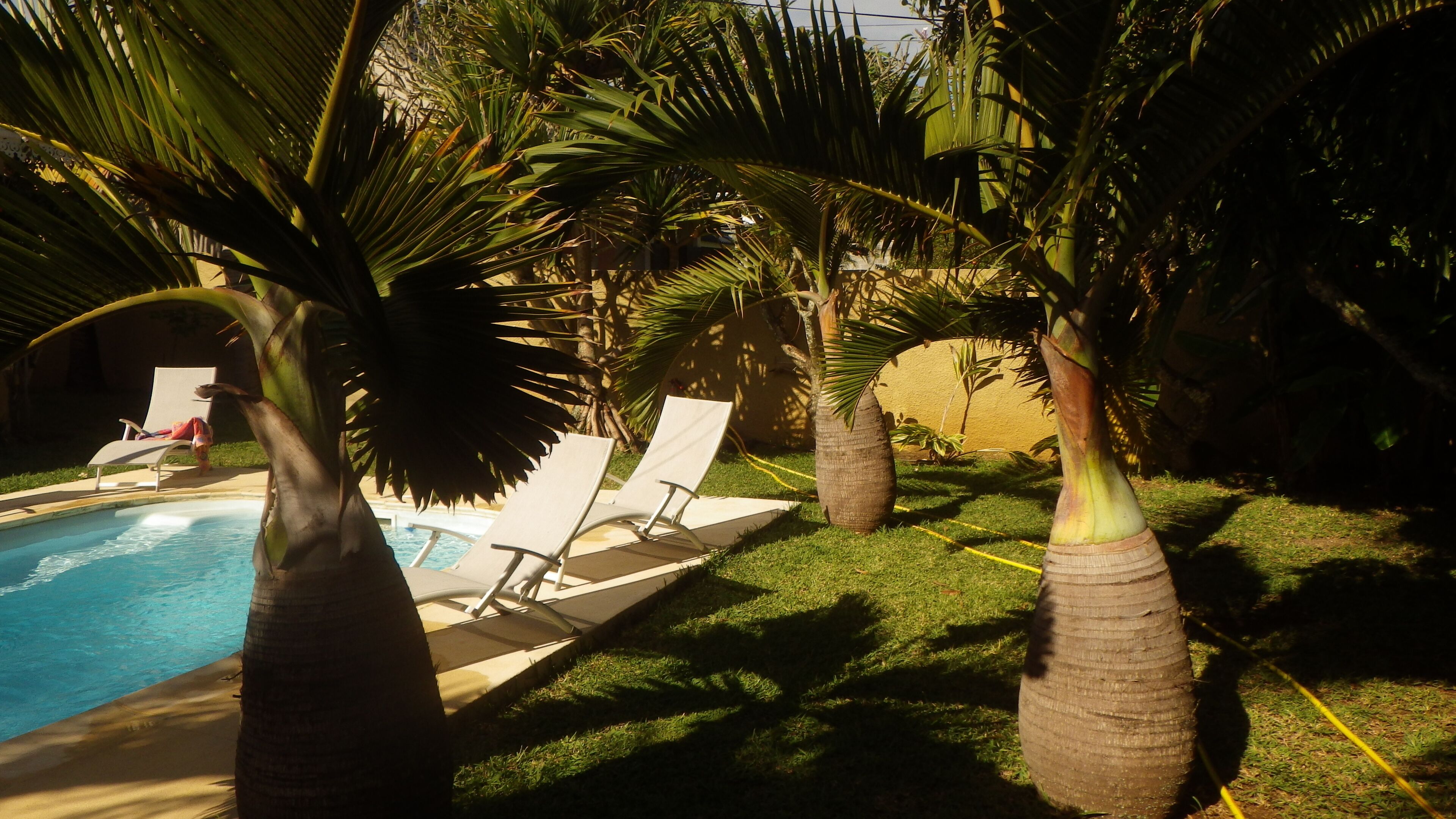 A pool area with lounge chairs and palm trees.
