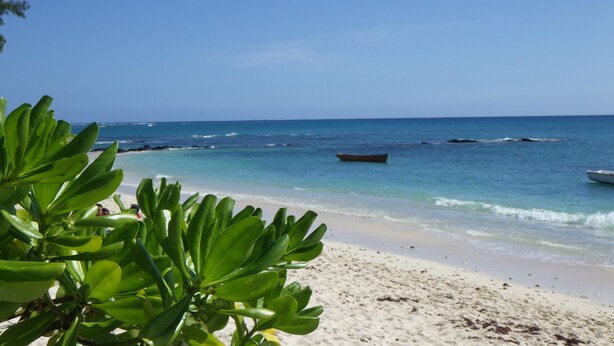 A beach with clear blue water, a boat in the distance, and green foliage in the foreground.