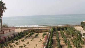 Vista costera con playa arenosa, una palmera y hileras de viñedos.
