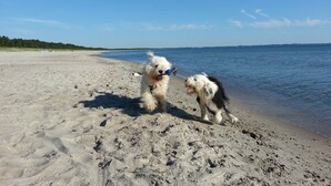 A beach with two dogs near the water's edge. - thatched roof house at the sea, pets welcome, fenced (Mecklemburg-Vorpommern)