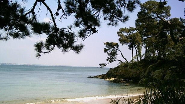 Una platja amb aigua cristal·lina, sorra daurada i arbres de pi.