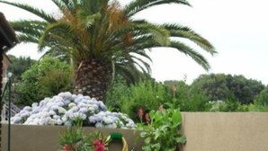 A garden with a variety of plants and flowers, a palm tree, and a stone wall.