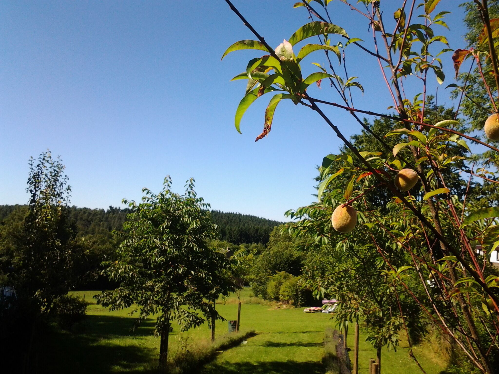 Paesaggio rurale con cielo sereno, un albero da frutto e un prato erboso.
