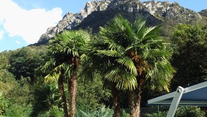 A grassy area with palm trees and a mountain in the background.