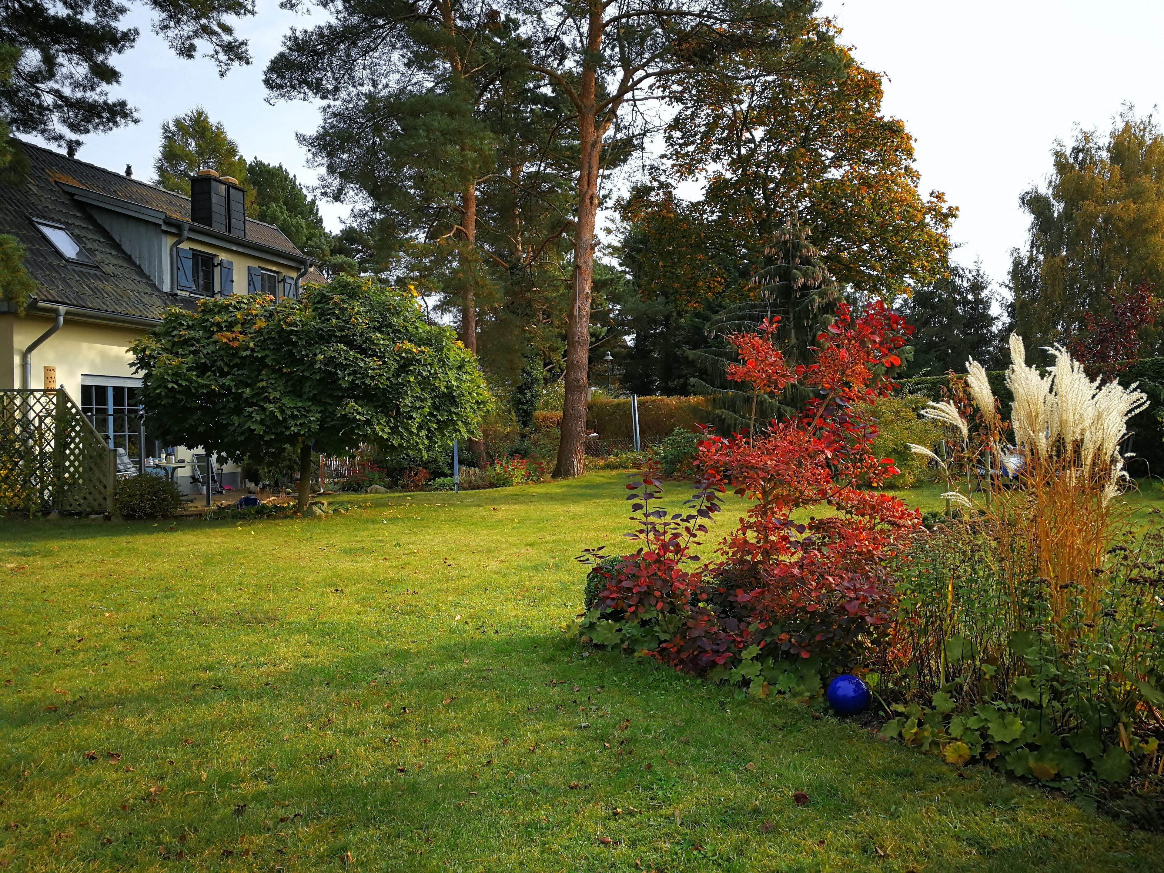 Un jardin résidentiel avec une maison, des arbres et diverses plantes.