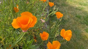Un jardin agrémenté de fleurs orange éclatantes, un bâtiment en pierre et une pelouse bien entretenue.