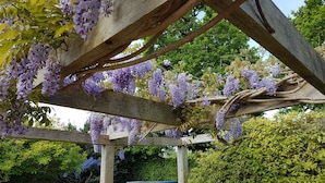 Una pérgola de madera con enredaderas de glicinia morada colgando.