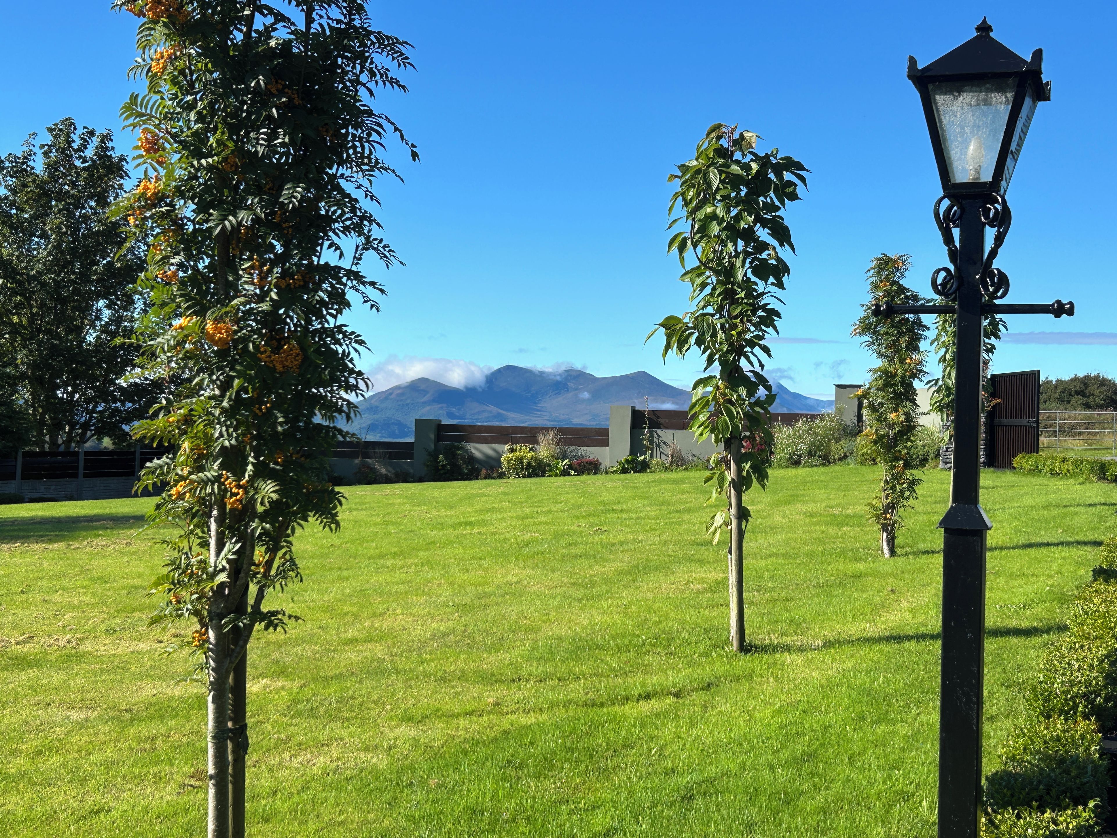 A grassy outdoor area with a street lamp and trees.