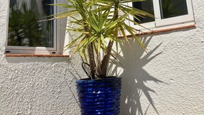 A potted plant in a blue pot next to a building with white stucco walls and two windows. - Stylish, spacious and airy, in a quiet area  but close to beach, restos & shops (Sant Lluís)