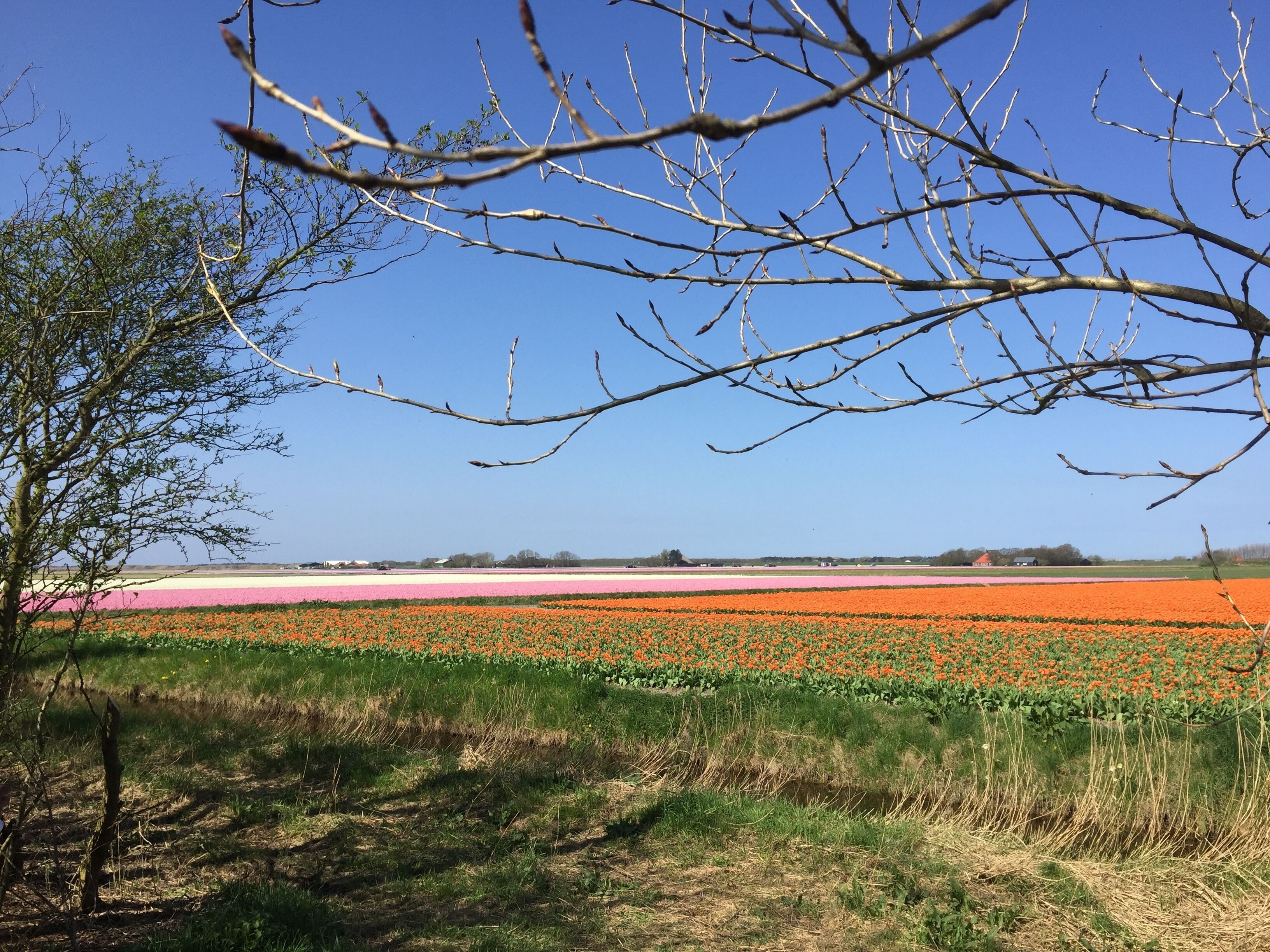Tulpenfelder gleich nebenan