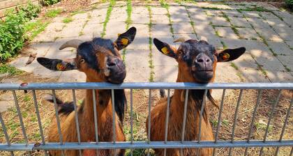 Ferienwohnung bis 4-6 Personen - Berg-Bungalows Leinleitertal