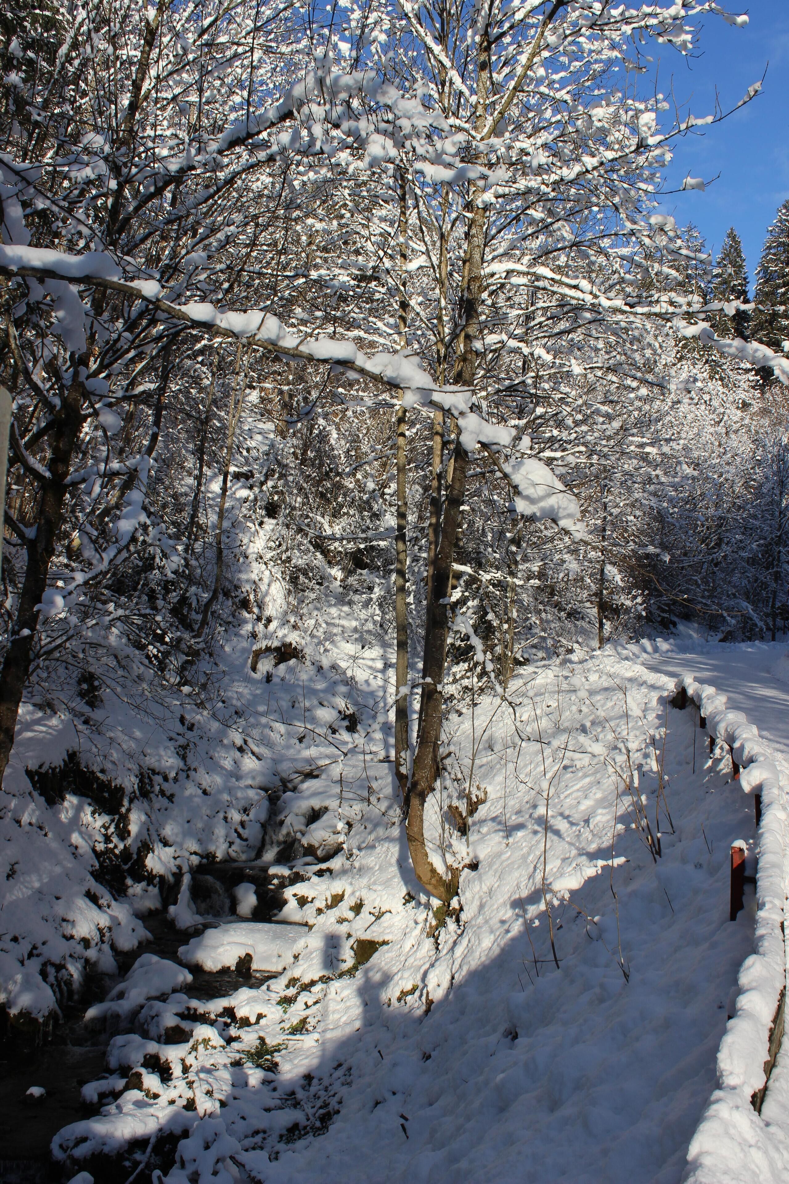 A snow-covered forest path with trees and a small stream.