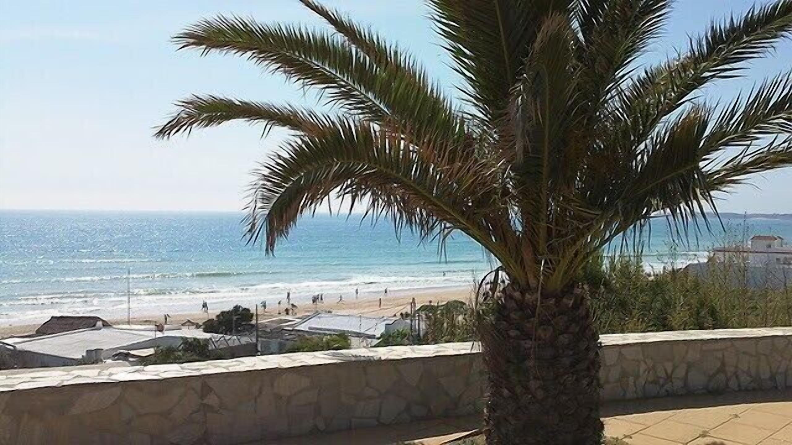 A palm tree overlooking a beach with a clear view of the ocean.
