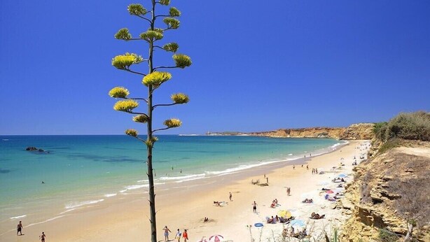 A beach with clear skies, a sandy shore, and a tall tree in the foreground. - One of the best located apartments in Conil.Sea views from every room. With WiFi (Conil de la Frontera)