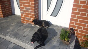 Two dogs resting on a paved porch with a brick wall and a white door in the background. - spacious apartment in the countryside, ideal starting point for cycling (Rosendahl)