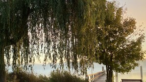 A paved pathway leading to a bench under a weeping willow tree, with a view of a body of water in the background. - exclusive loft (Werder/Havel)