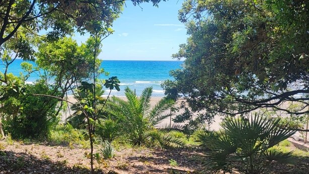Blick auf einen Strand mit Bäumen und blauem Himmel.