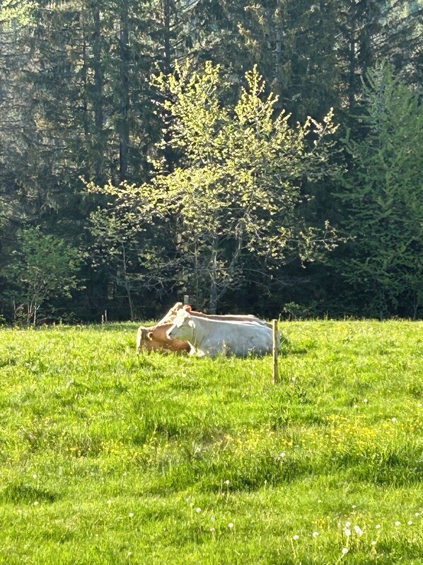 A cow lying in a grassy field with a tree in the background. - Detached cottage in an unspoilt south-facing slope at 1000m, forest edge (Feldberg (Schwarzwald))