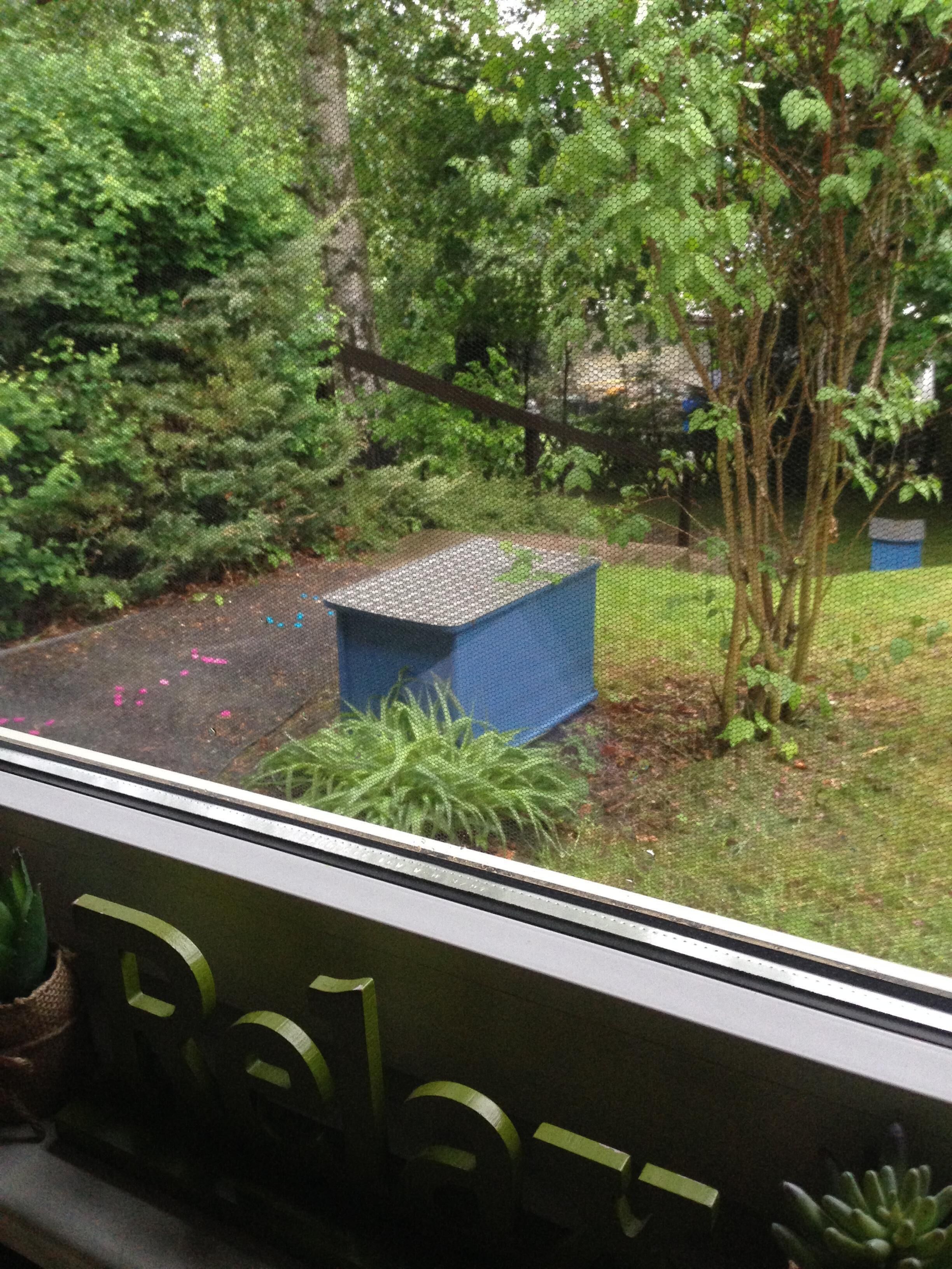 A view of a garden area with a blue structure, possibly a shed, surrounded by greenery and trees.