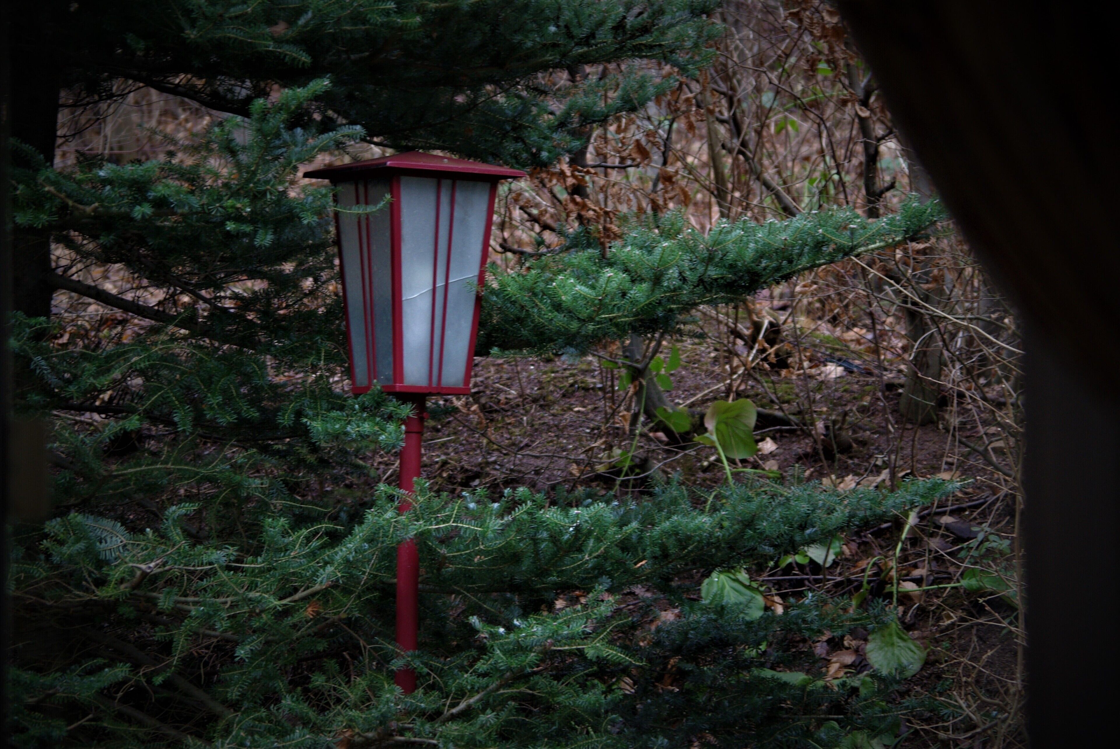 A red lantern post surrounded by dense green foliage in a forested area.