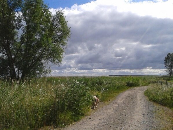 A rural dirt road flanked by tall grass and trees under a cloudy sky.