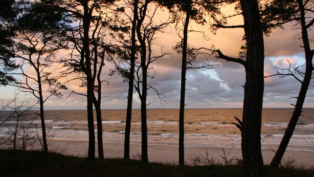 A beach with tall trees and a view of the ocean. - 2 room apartment 36 sqm for 2 guests Swimming pool and sauna approx. 8 minutes walk to the beach WLAN (Zinnowitz)