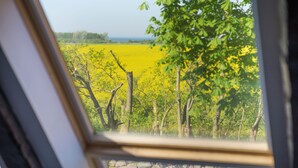 A view through a window of a yellow field with trees and a clear sky.