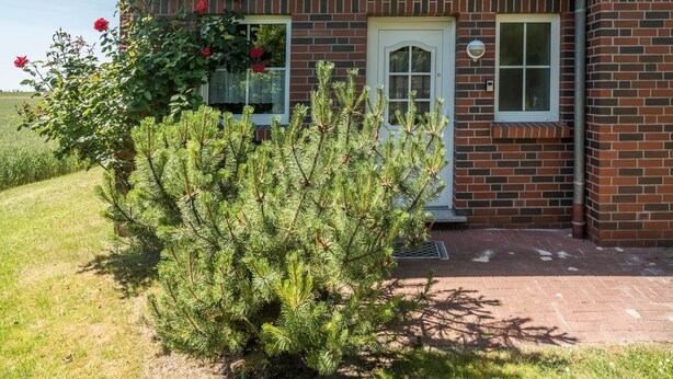 Una casa de ladrillo con techo de tejas rojas, una puerta blanca y un pequeño jardín con un pino.