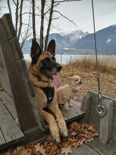 WOLFGANGSEE, center, near the lake, skiing vacation, whirlpool, dog, SKY-TV